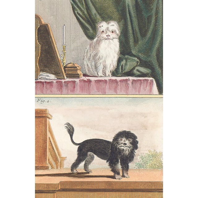 This charming hand-colored 1758 engraving is one of the oldest available prints of a dog. Taken from the 10th volume...