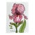 Original Watercolor Ink and Wash Small Painting Pink Iris For Sale