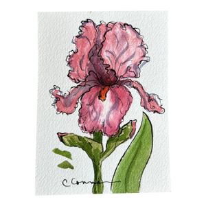 Original Watercolor Ink and Wash Small Painting Pink Iris