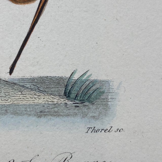 French Antique 18th Century "La Becassine" Bird Engraving Hand Colored Signed Artwork For Sale - Image 9 of 11