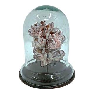 Vintage Barnacle Shell Specimen Display For Sale