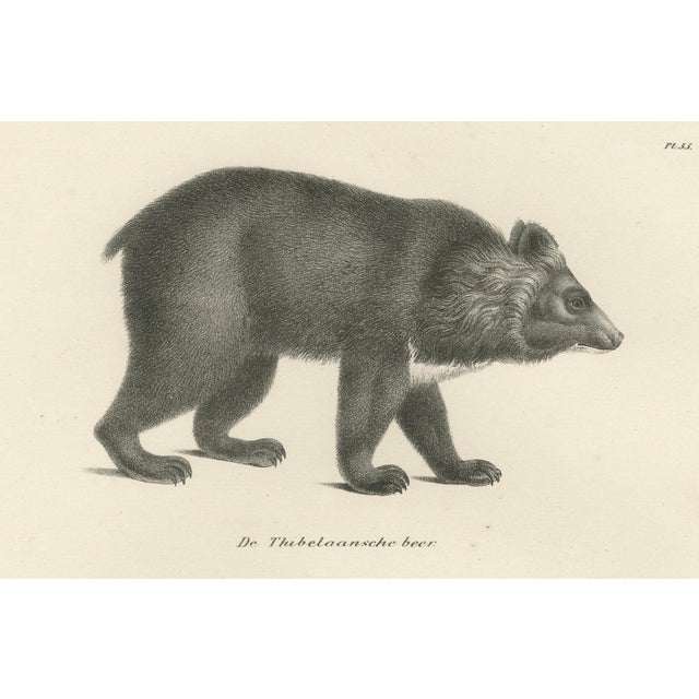 Majestic Bears, 1836, Print, Set of 2 For Sale - Image 11 of 12