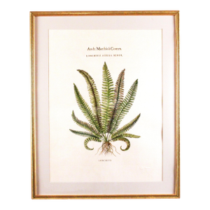 Original Vintage Custom Botanical Fern Prints with Makers Stamp