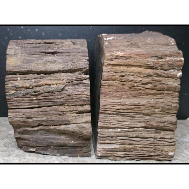 XL Petrified Wood Bookends 6.5”h 5”w 4"d Natural Top Fossil Art Decor 19+ Lbs! For Sale - Image 11 of 11