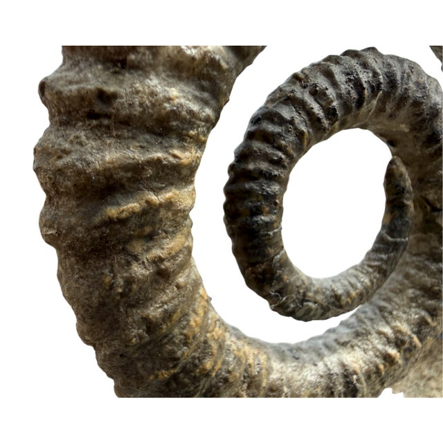 15th Century & Earlier 15th Century Large Spiral Ammonite Fossil Ram Horn Style Display Specimen on Matrix For Sale - Image 5 of 9