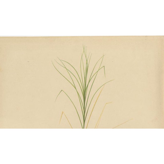 Late 19th Century Sugarcane, 1892, Paper For Sale - Image 5 of 10