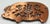Farmhouse Vintage Copper Pig Motif Trivet For Sale - Image 3 of 5