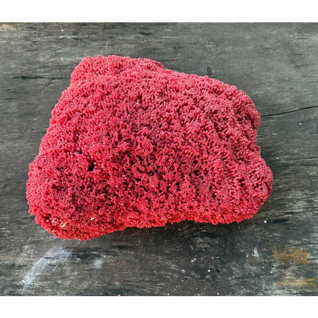 Large Red Coral Specimen, Organic Modern Style, 20th Century #6 | Chairish