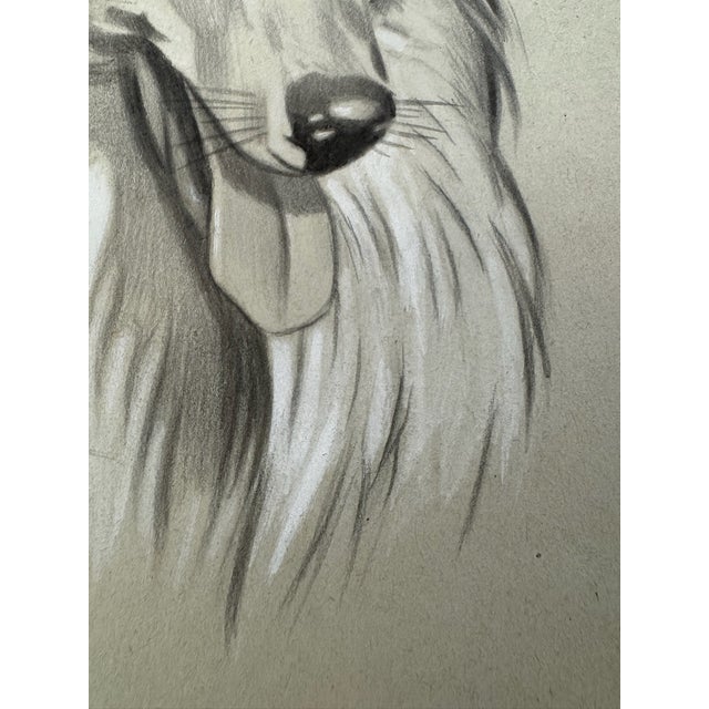 Illustration Original Signed Graphite Portrait of Collie Dog, 1949, 11 × 8.25 In. For Sale - Image 3 of 6