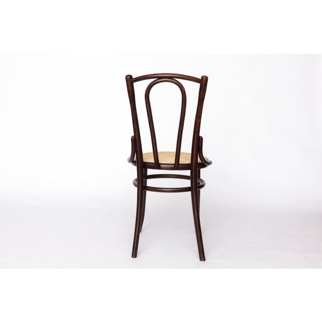 Early 20th Century Bentwood Chair with Beechwood Frame & New Cane Seat from Fischel, 1920s For Sale - Image 6 of 11