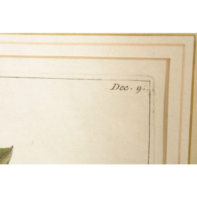 Green Botanical Illustration Foliate Berry Colored Engraving, Custom Framed For Sale - Image 8 of 13