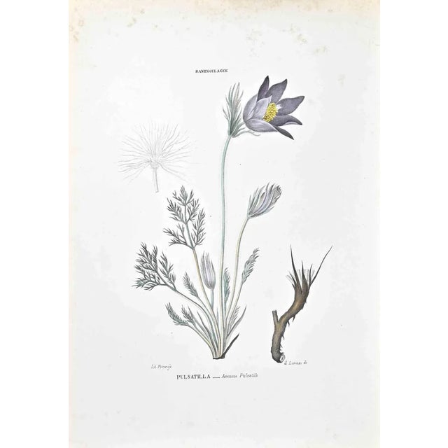 Vincenzo Tenore, The Ranunculaceae, Lithograph, 1870s For Sale