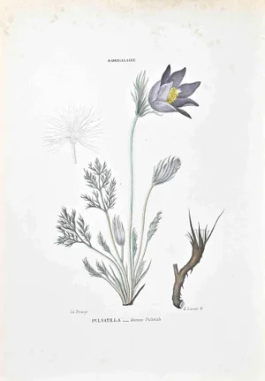Vincenzo Tenore, The Ranunculaceae, Lithograph, 1870s