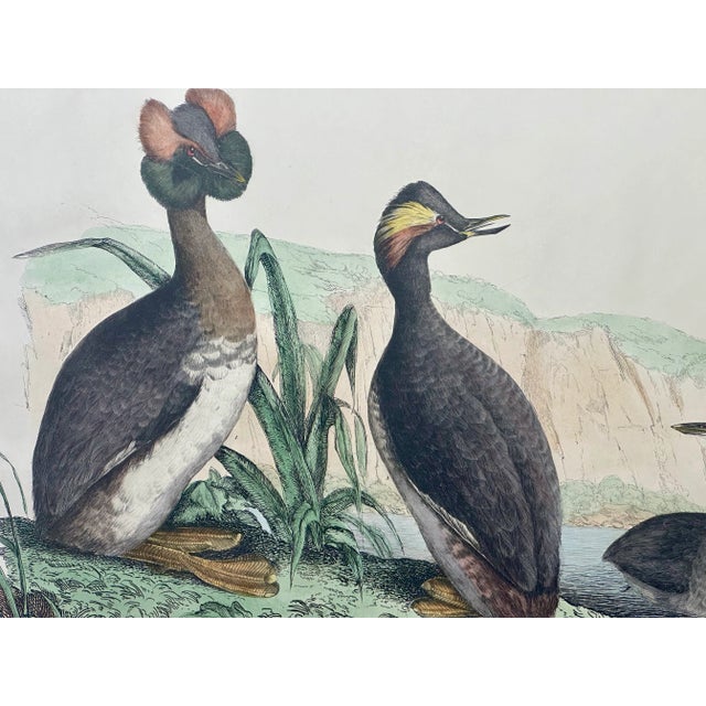 Prideaux John Selby’s Illustrations of British Ornithology was originally published in Edinburgh between 1821 and 1834 and...