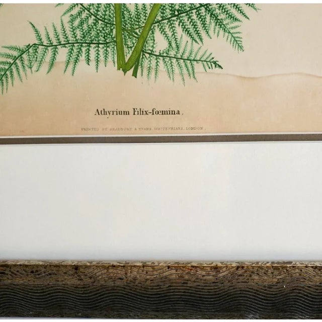 Set of Two 19th Century English Victorian Nature Printed Ferns in Custom Gilt Carved Wood Frames For Sale - Image 12 of 12