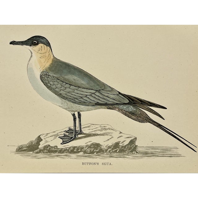 Illustration Antique Hand Tinted Bird Print From England Featuring a Buffon’s Skua Perched on a Rock - Circa 1888 For Sale - Image 3 of 12
