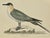 Illustration Antique Hand Tinted Bird Print From England Featuring a Buffon’s Skua Perched on a Rock - Circa 1888 For Sale - Image 3 of 12