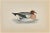 Wigeon is a modern artwork realized in 1870 by the British artist Alexander Francis Lydon (1836-1917). Woodcut print on...