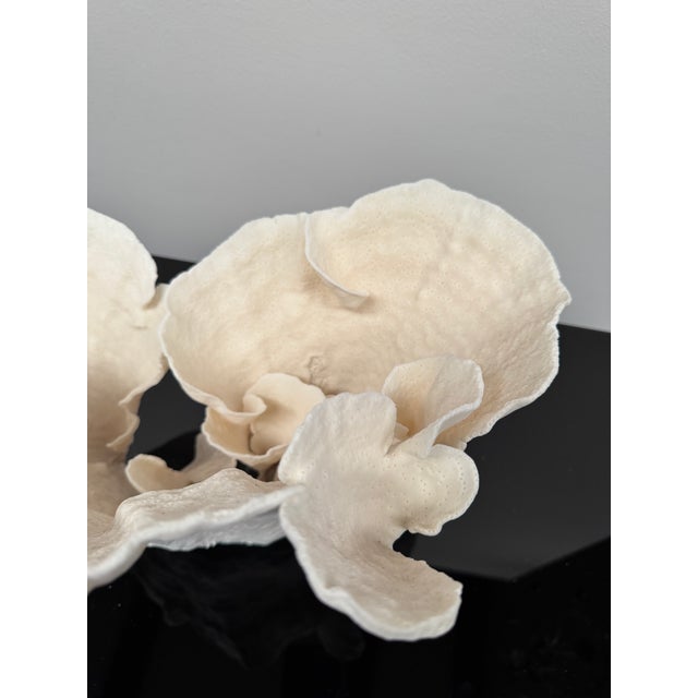 Large Specimen White Cup Coral For Sale - Image 9 of 11
