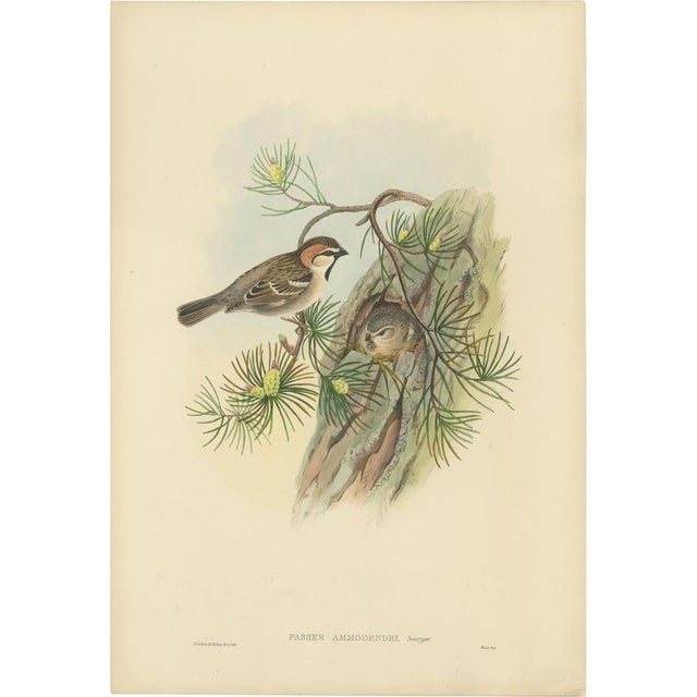 Gould, Bird Illustration of the Saxaul Sparrow, 1850, Print For Sale - Image 5 of 5