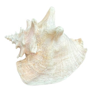Large Vintage Conch Shell For Sale