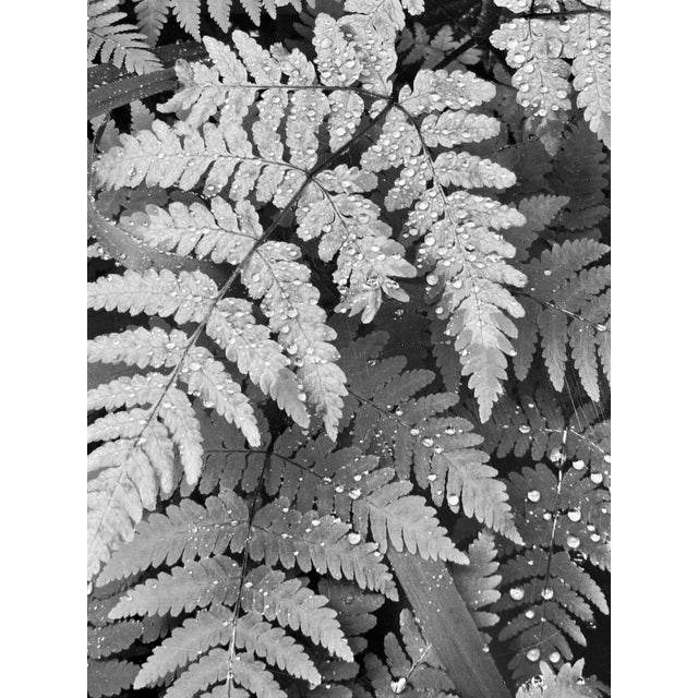 Ansel Adams, The Print, featuring Leaves, Mt. Rainer National Park, Washington 1942. I think it is done with special...