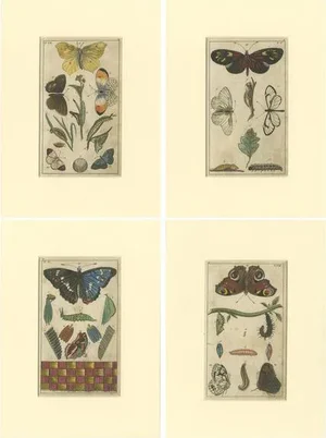 Gottlieb Tobias Wilhelm, Butterfly, Caterpillars and Pupae, Paper, Set of 4