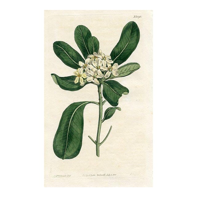 1811, Mock Orange Botanical Print, Curtis's Botanical Magazine, Original Antique Botanical Print, Engraving, England For Sale