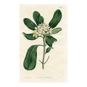 1811, Mock Orange Botanical Print, Curtis's Botanical Magazine, Original Antique Botanical Print, Engraving, England