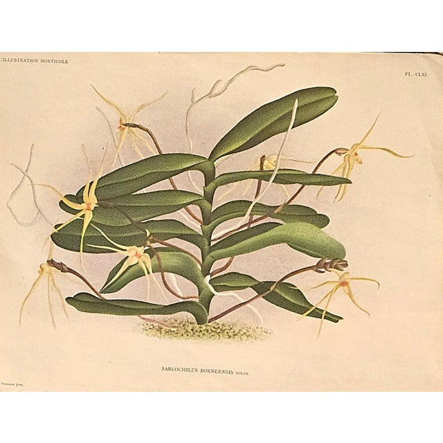 C1880s Set of 3- Antique Belgium Botanical Chromolithographs-Orchids For Sale - Image 4 of 4