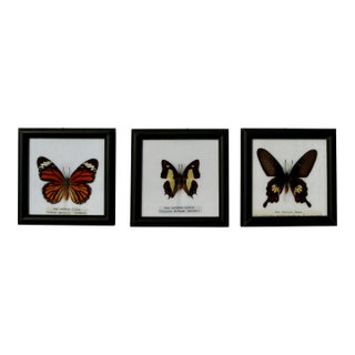 Framed Butterfly Specimens-Set of 3 For Sale