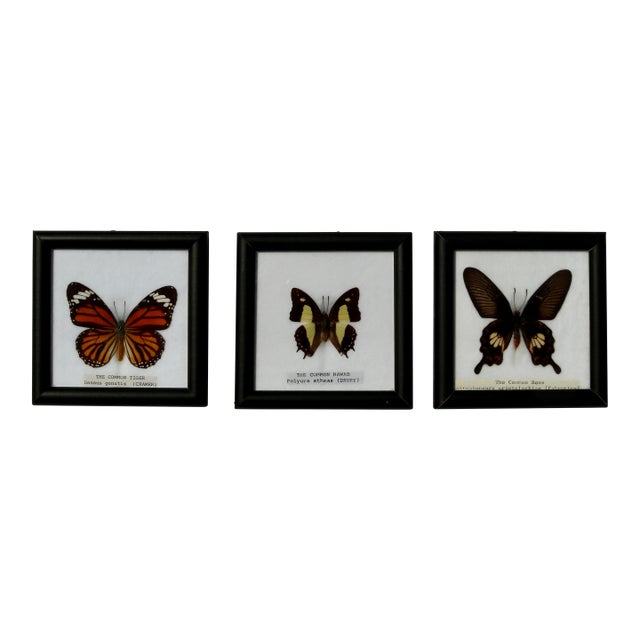 Framed Butterfly Specimens-Set of 3 For Sale