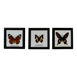 Framed Butterfly Specimens-Set of 3