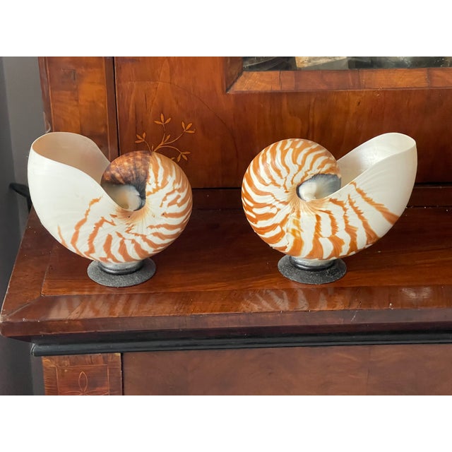 Coastal Mid Century Nautilus Sea Shells on Stands For Sale - Image 3 of 3