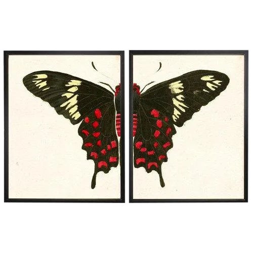 Split Red and White Butterfly - 38" X 25" For Sale