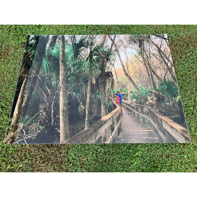 Plastic Old Florida; Highlands Hammock State Park, Sebring Florida Photo Print. Cypress Swamp Boardwalk, Four by Three Feet in Plastic For Sale - Image 7 of 12
