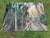 Plastic Old Florida; Highlands Hammock State Park, Sebring Florida Photo Print. Cypress Swamp Boardwalk, Four by Three Feet in Plastic For Sale - Image 7 of 12