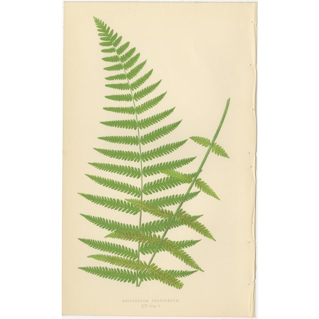 Mid 19th Century E.J. Lowe, Tropical Fern Lithograph Collection, 1856, Paper, Set of 6 For Sale - Image 5 of 10