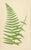 Mid 19th Century E.J. Lowe, Tropical Fern Lithograph Collection, 1856, Paper, Set of 6 For Sale - Image 5 of 10
