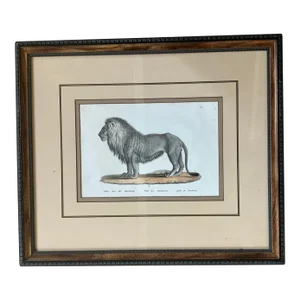 Rare Lion Vintage Framed Wildlife Lithograph Print -#1/8, From a 4-Part Series