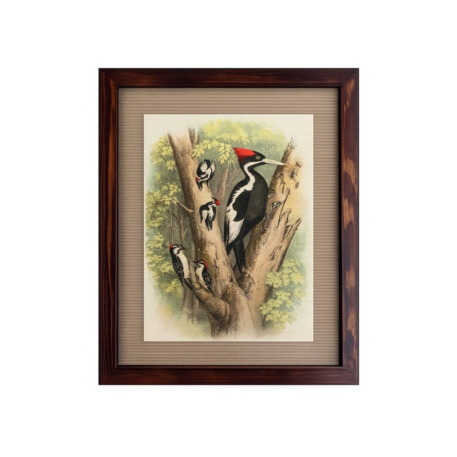This authentic antique bird print originates from The Birds of North America, the celebrated 19th-century ornithological...