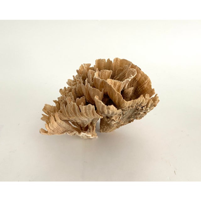 Natural Unbleached Poca Coral Specimen For Sale In Los Angeles - Image 6 of 8