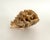 Natural Unbleached Poca Coral Specimen For Sale In Los Angeles - Image 6 of 8