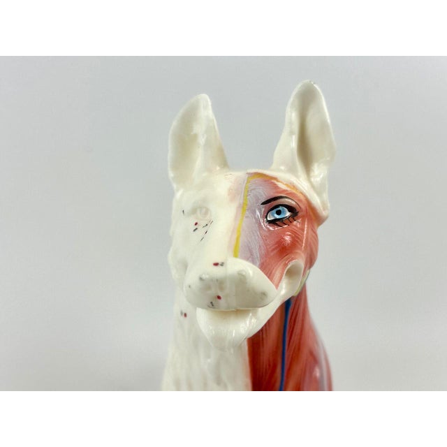 White Vintage Vinyl Dog Acupuncture Model, 1970s For Sale - Image 8 of 16