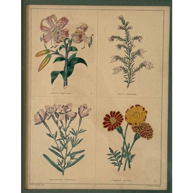 Pair of Framed Vintage Botanical Flower Specimen Prints For Sale - Image 4 of 18