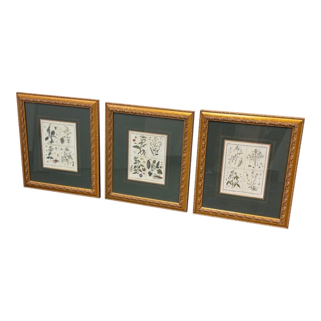 W. King Ambler Antique Botanical Engravings, Set of Three For Sale