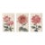 Red Chrysanthemum Triptych, Vintage Japanese Botanical Art Prints (Set of 3), 20" X 30" For Sale