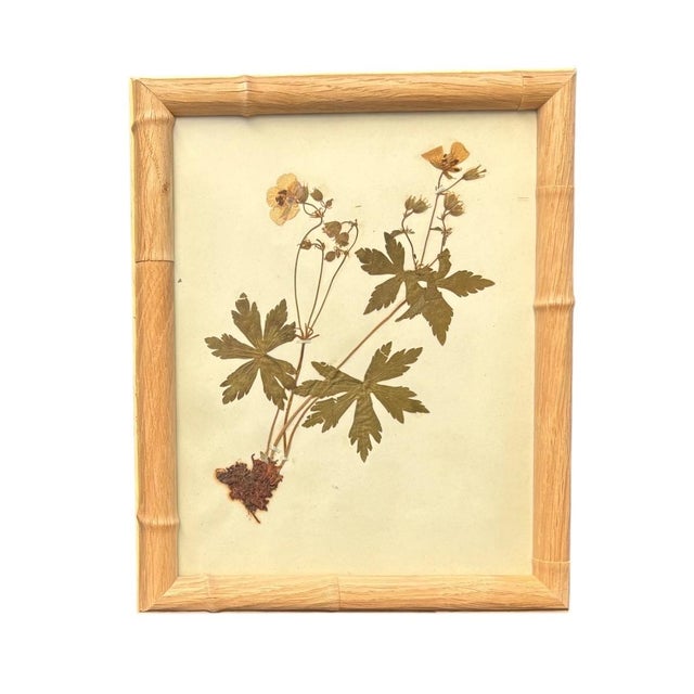 1893 Herbarium Botanical Specimens, Set of 12 For Sale - Image 15 of 17