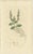 After James Sowerby, Botanical Illustrations of Speedwell Varieties, 1830s, Engravings, Set of 8 For Sale - Image 9 of 10