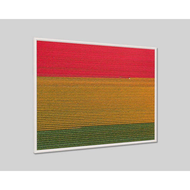 Edition Aerial Views Bernhard Lang Image: AV_Tulip_Fileds_018 Size A: 63,7 x 47,2 inches, 162 x 120 cm Captured in 2016 in...